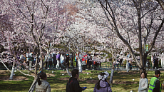 В Пекине в парке Юйюаньтань радуются цветению сакуры