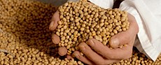 China may refuse to import soybeans from US in response to trade war unleashed by Trump