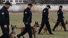 Более 15 собак борются на казахстанской границе с преступлениями против природы