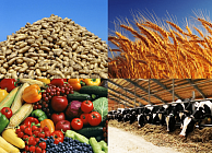 В Сицзане экспорт сельхозпродукции вырос на 39,7% в первом квартале