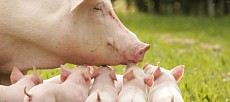 Chinese e-commerce giant Alibaba to introduce artificial intelligence in pig husbandry 