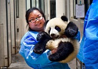 Positions of kung fu apprentice and giant panda caretaker are offered to foreigners in China as a part of a global recruitment campaign