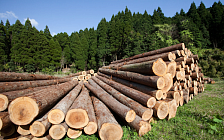 На Китайской ярмарке лесопродукции заключены сделки на 120 млн юаней