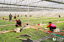 В провинции Хунань начался сезон выращивания рассады