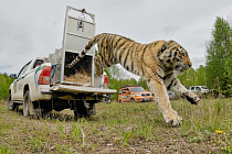  Китай и Россия совместно принимают меры по усилению защиты амурских тигров