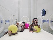 Chinese scientists successfully cloned monkeys