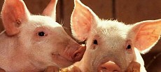 In 2017 Beijing shut down 321 pig farms 