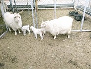 Two kids, offspring of world’s first cloned cashmere goat, born in China 