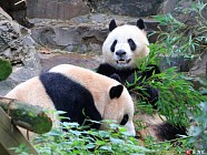East China city to build giant panda research and breeding center