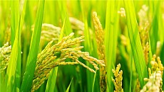 Dubai plans to grow Chinese saltwater rice throughout North Africa