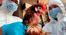 China registered a bird flu virus epidemic  