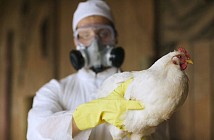 Relevant agency warns on risk of infection with avian flu during Olympic Games in South Korea 