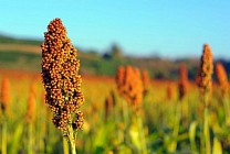 China to launch anti-dumping investigation into US sorghum import 