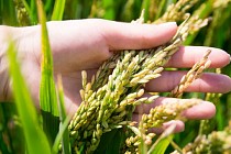 Chinese scientists have found key genes to increase rice yields and quality