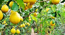 By 2025 Uzbekistan to produce more than 63 thousand tons of lemons