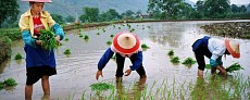 Overuse of agricultural chemicals on small farms in China harms environment