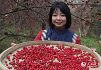 В Хэнани богатый урожай кизила повысил доходы сельчан