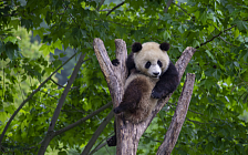 Сычуаньский заповедник гигантских панд помогает животным вернуться в дикую природу