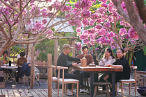 На юге Китая в городе Сямэнь распустились фиолетовые цветы  - табебуй