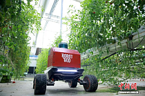 В Учжэне роботы приступили к весенним работам в умных теплицах