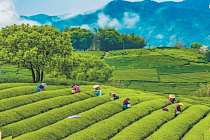 Чайная индустрия Китая превысила 1 трлн юаней и выходит на новый этап развития