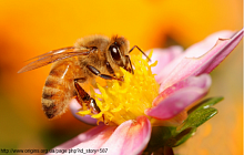 吉尔吉斯斯坦蜂蜜将在土耳其和美国展出