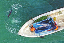 Спустя 20 лет янцзыский осетр снова размножается в дикой природе