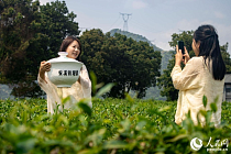 В провинции Фуцзянь начался сбор урожая чая тегуаньинь