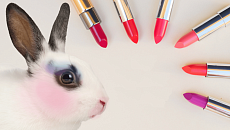 China did not allow the import of cosmetics not tested on animals