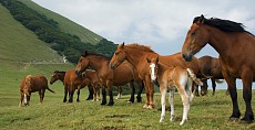 Chinese company imported 67 pedigreed horses from Kazakhstan 