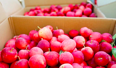 Плодоовощной экспорт из Китая через КПП Маньчжоули вырос на 3,8%