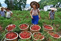 Китай и страны Центральной Азии: совместный путь к подъему и процветанию села Китай и страны Центральной Азии: совместный путь к подъему и процветанию села