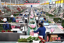 «Суперфабрика роз» из Ганьсу: спрос на продукцию растет не только в КНР, но и в Казахстане «Суперфабрика роз» из Ганьсу: спрос на продукцию растет не только в КНР, но и в Казахстане