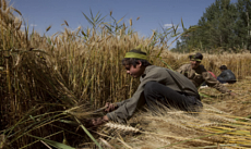 阿富汗到2020年将能保证小麦自给自足
