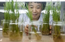 Chinese scientists have developed a method of growing rice, suppressing growth of weeds