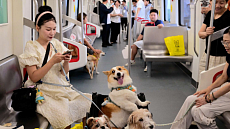 В Китае обновили услугу по провозу домашних животных на высокоскоростных поездах