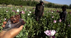 Opium plantations in Afghanistan increased by 127 thousand hectares in a year  - UNODC
