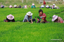 Китай обнародовал «Документ №1» на 2026 год с приоритетами по модернизации села