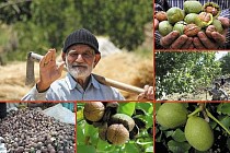Iran ranks third world’s largest walnuts producer, Iran’s Ministry of Agriculture says 