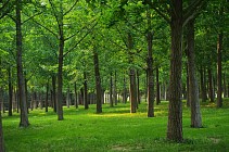 Beijing to add 15,000 ha of greenery in 2018