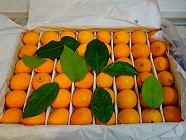 到2025年乌兹别克斯坦计划生产6.3万多吨柠檬