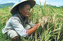 На северо-востоке Китая установлен рекорд по урожайности сои