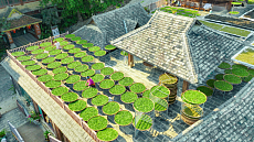 Чай на крышах: в Юнани начался сезон весеннего сбора Чай на крышах: в Юнани начался сезон весеннего сбора