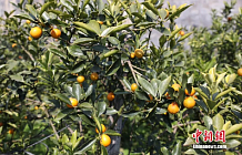 Кумкват — визитная карточка китайского уезда Жунъань